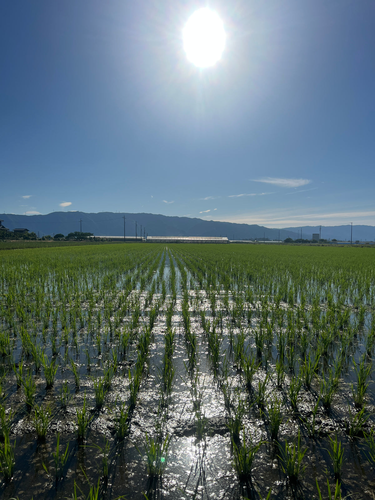 青空の下、水を張った田んぼで育つ稲の苗