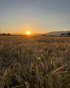 夕日に照らされた収穫前の田んぼ