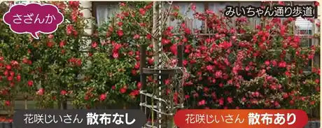 さざんか(左:散布なし 右:散布あり)