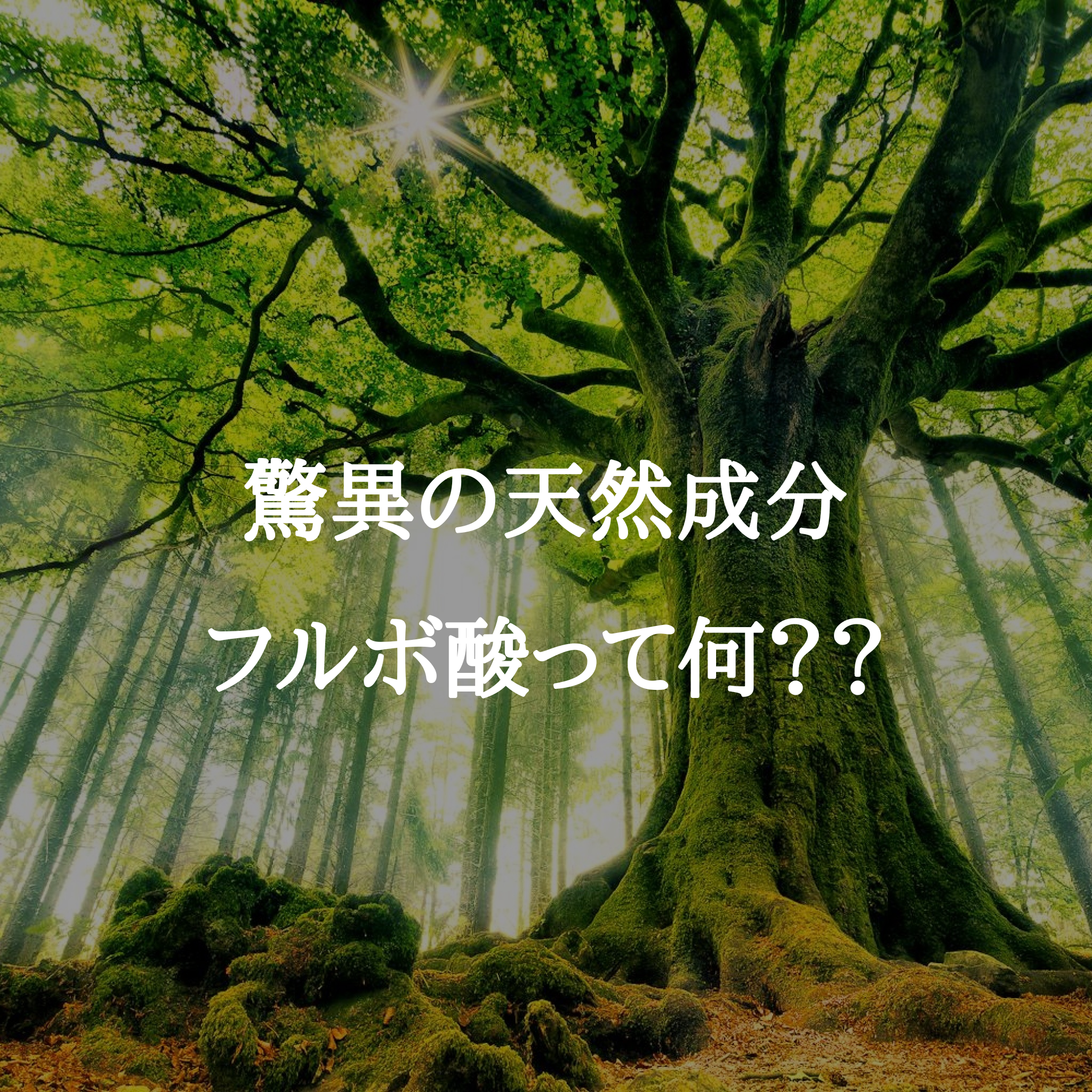 驚異の天然成分フルボ酸とは？？