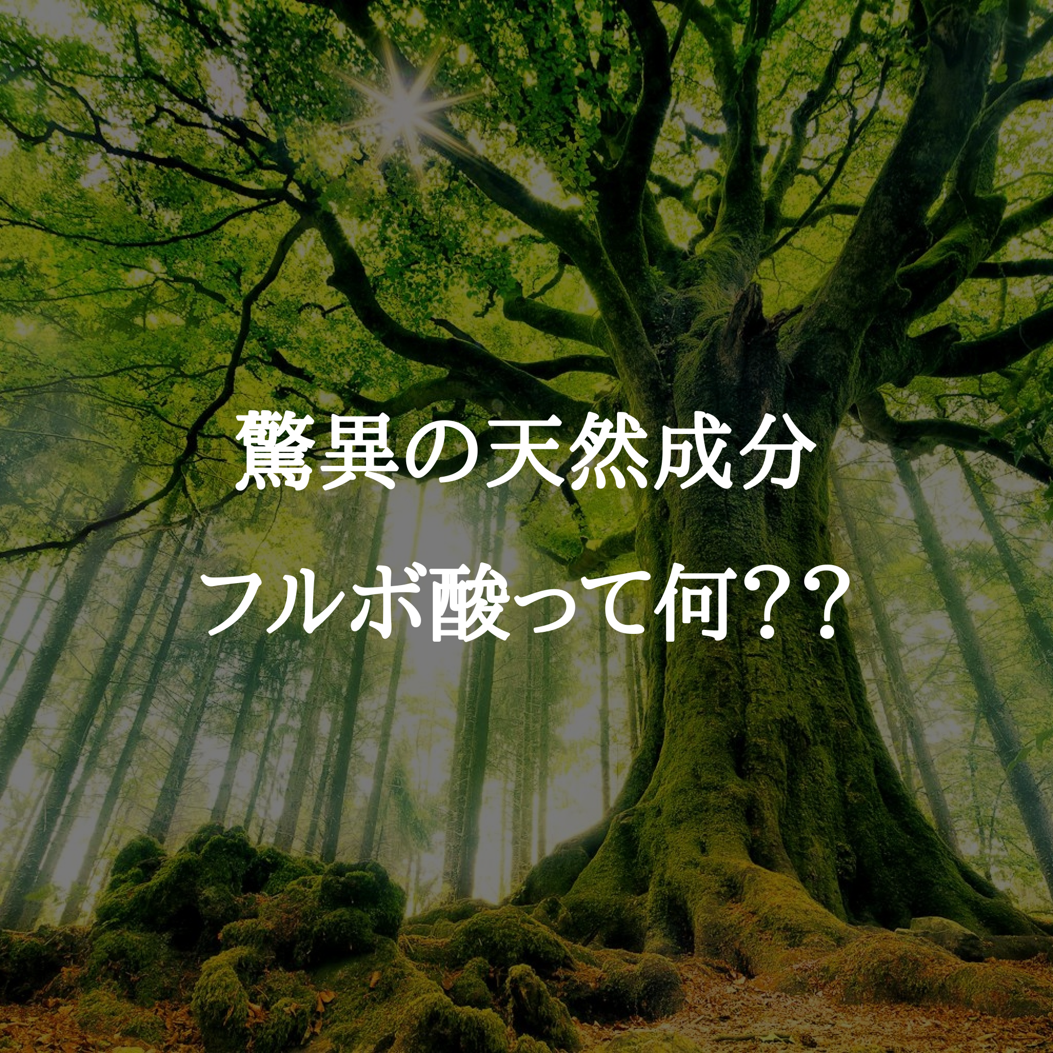 驚異の天然成分フルボ酸とは？？