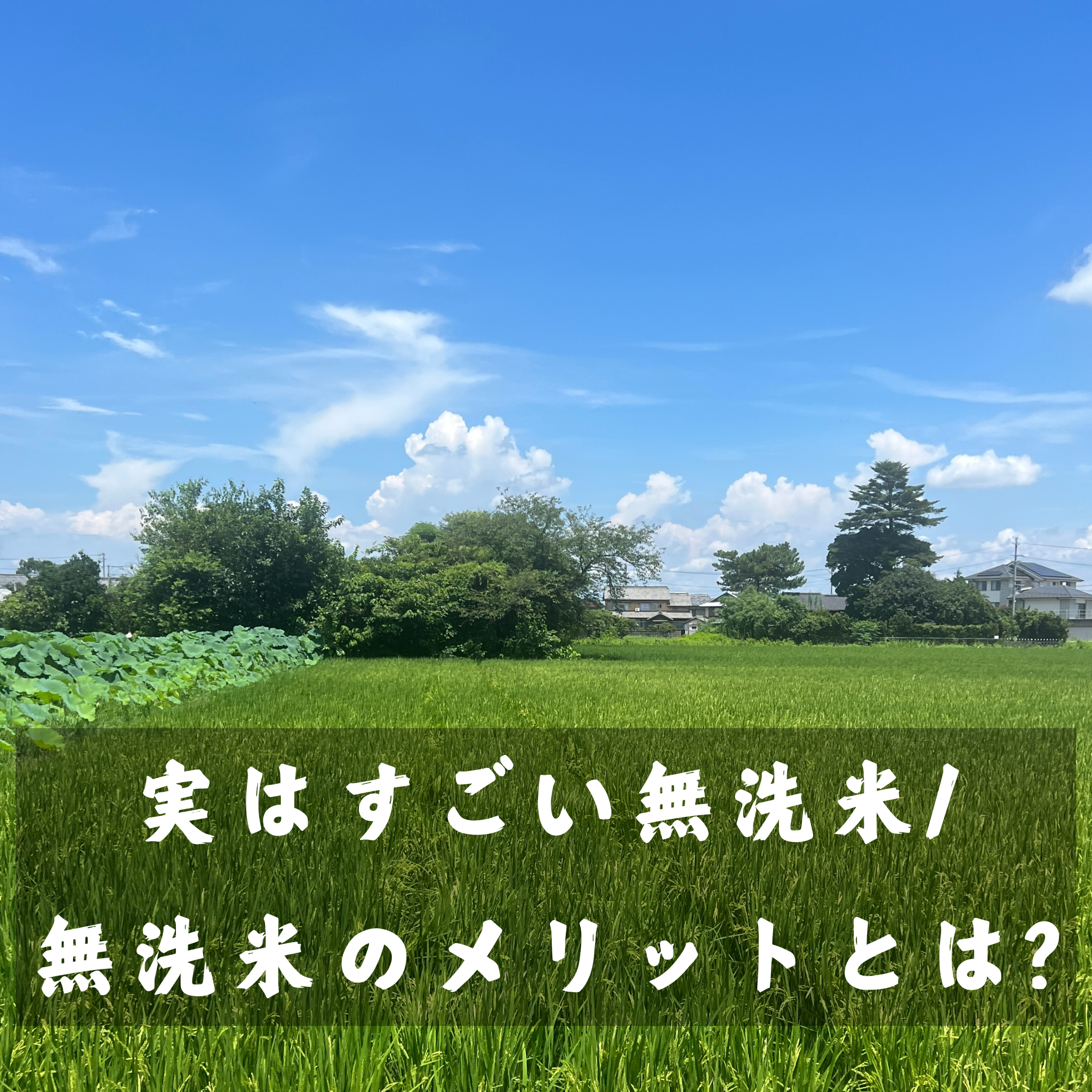 実はすごい無洗米/無洗米のメリットとは?