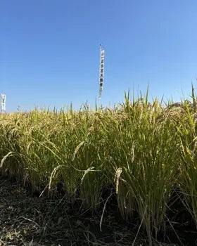 青空の下で穂を垂らす稲
