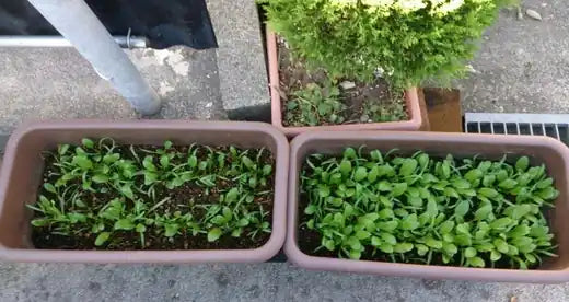 ほうれん草のプランター（18日後）。左：未使用　右：使用